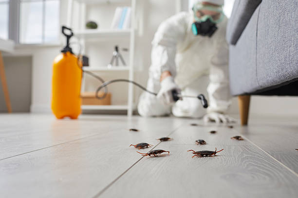 Trusted Termite Control service in North Conway, NH - Nex Pest Control